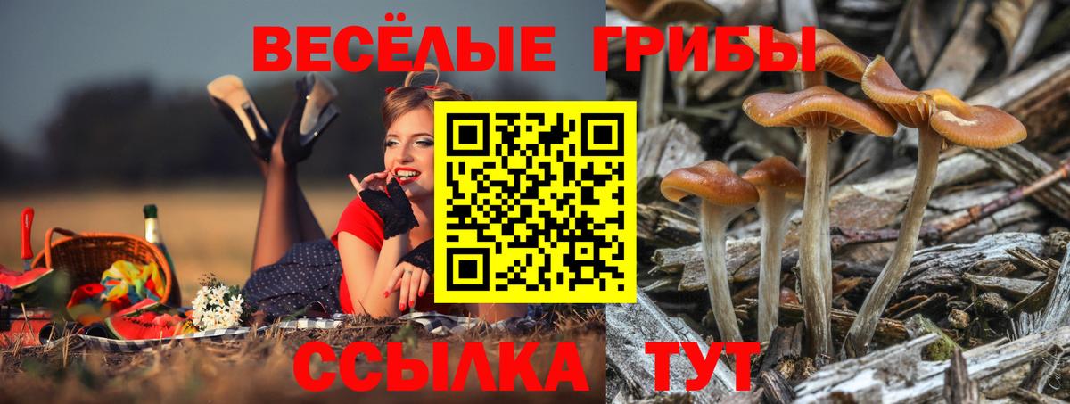 Псилоцибиновые грибы Psilocybe Томск